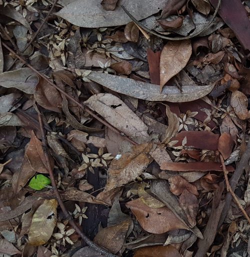 Leaf litter. Button for Dark Moon Musings. Monthly email newsletter by nagture writer Tricia D. Walker.